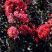 Liliac indian Black Diamond Best Red - Arbusti ornamentali - AgroDenmar.ro