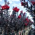 Liliac indian Black Diamond Best Red - Arbusti ornamentali - AgroDenmar.ro