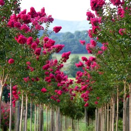 Liliac indian Braise D'ete - Arbusti ornamentali - AgroDenmar.ro