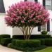 Liliac indian roz C 90 - Arbusti ornamentali - AgroDenmar.ro Liliac indian roz C 90 - Arbusti ornamentali - AgroDenmar.ro