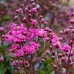 Liliac indian roz C 90 - Arbusti ornamentali - AgroDenmar.ro Liliac indian roz C 90 - Arbusti ornamentali - AgroDenmar.ro