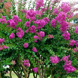 Liliac indian roz C 90 Liliac indian roz C 90 - Arbusti ornamentali - AgroDenmar.ro