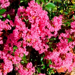 Liliac indian With Love Kiss