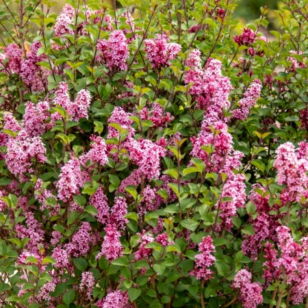 Liliac Little Rosie - Arbusti ornamentali - AgroDenmar.ro