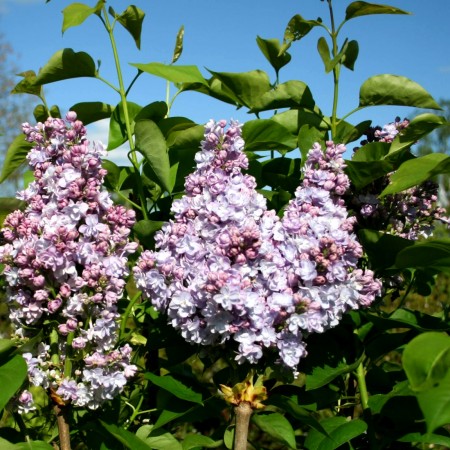 Liliac Michel Buchner tip pomisor - Arbusti ornamentali - AgroDenmar.ro Liliac Michel Buchner tip pomisor - Arbusti ornamentali - AgroDenmar.ro