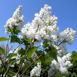 Liliac Miss Ellen Willmott 50 - 70 cm - Arbusti ornamentali - AgroDenmar.ro