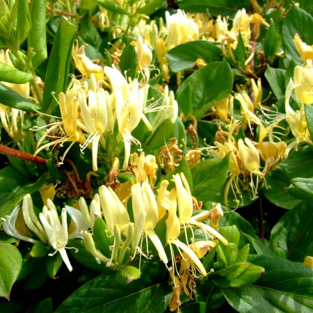 Lonicera Japonica Halliana - Arbusti ornamentali - AgroDenmar.ro