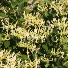 Lonicera periclymenum Scentsation