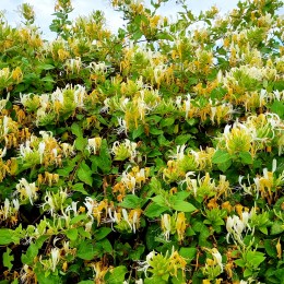 Lonicera Japonica Hall's Prolific Lonicera Japonica Hall's Prolific - Arbusti ornamentali - AgroDenmar.ro