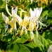 Lonicera Japonica Hall's Prolific - Arbusti ornamentali - AgroDenmar.ro