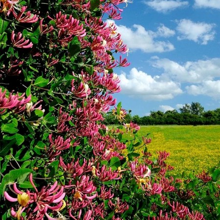 Lonicera Japonica Red World - Arbusti ornamentali - AgroDenmar.ro
