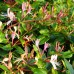 Lonicera Japonica Red World - Arbusti ornamentali - AgroDenmar.ro