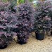 Loropetalum chinense Black Pearl - Arbusti ornamentali - AgroDenmar.ro