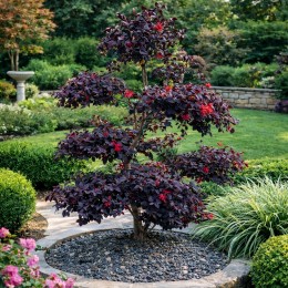 Loropetalum chinense  Bonsai 150 - 175 cm