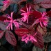 Loropetalum chinense Fire Dance - Arbusti ornamentali - AgroDenmar.ro