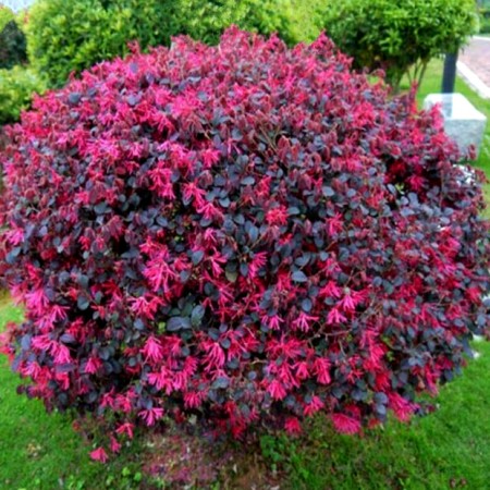 Loropetalum chinense Fire Dance - Arbusti ornamentali - AgroDenmar.ro