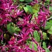 Loropetalum chinense Ming Dynasty - Arbusti ornamentali - AgroDenmar.ro
