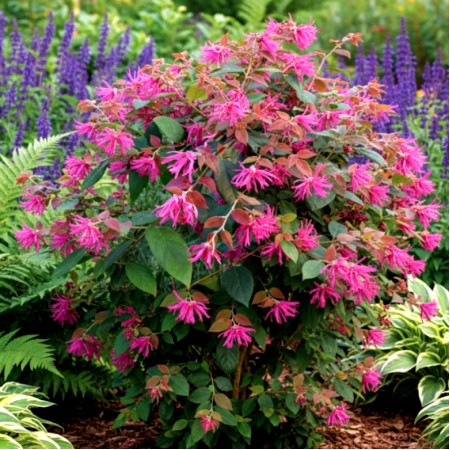 Loropetalum chinense Ming Dynasty - Arbusti ornamentali - AgroDenmar.ro