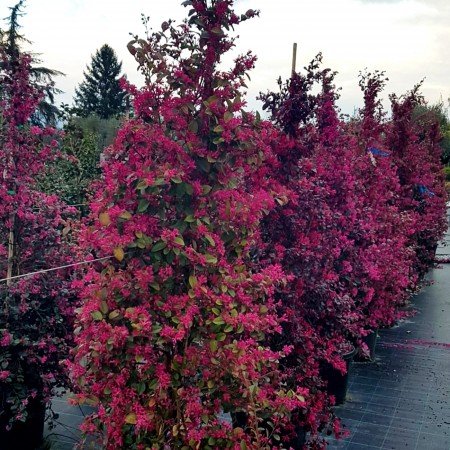 Loropetalum chinense Piramida - Arbusti ornamentali - AgroDenmar.ro