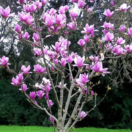 Magnolia Soulangeana Alexandrina - tip copac - Arbori ornamentali - AgroDenmar.ro