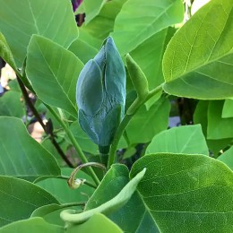 Magnolia Baby Blue