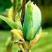 Magnolia Baby Blue - Arbori ornamentali - AgroDenmar.ro