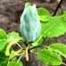Magnolia Baby Blue - Arbori ornamentali - AgroDenmar.ro