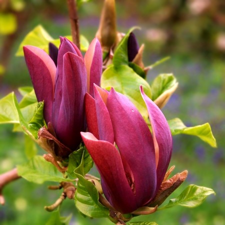 Magnolia Black Beauty - Arbori ornamentali - AgroDenmar.ro