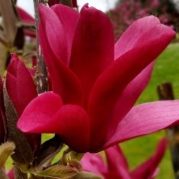 Magnolia Burgundy Star