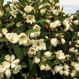 Magnolia Fairy Honey Velvet