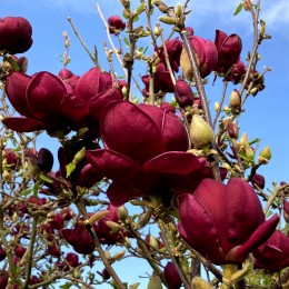 Magnolia Genie 150 - 180 cm - Arbori ornamentali - AgroDenmar.ro