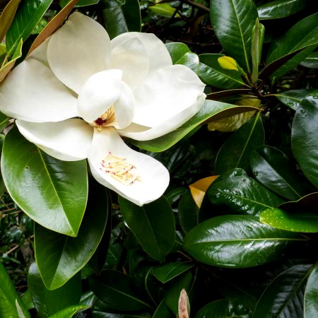 Magnolia grandiflora - Arbori ornamentali - AgroDenmar.ro