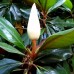 Magnolia grandiflora - Arbori ornamentali - AgroDenmar.ro