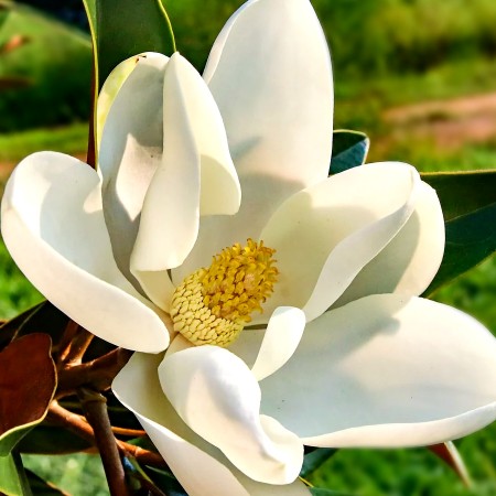 Magnolia grandiflora Alta - Arbori ornamentali - AgroDenmar.ro