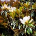 Magnolia grandiflora Alta - Arbori ornamentali - AgroDenmar.ro