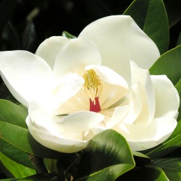 Magnolia grandiflora Ferruginea - Arbori ornamentali - AgroDenmar.ro