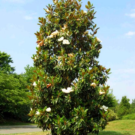 Magnolia grandiflora Gallissoniensis - 250 cm - Arbori ornamentali - AgroDenmar.ro