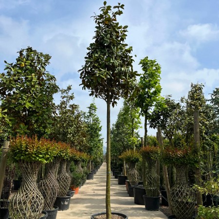 Magnolia grandiflora Gallissoniensis tip copac 12/14 STD - Arbori ornamentali - AgroDenmar.ro