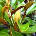 Magnolia grandiflora Goliath - Arbori ornamentali - AgroDenmar.ro