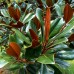 Magnolia grandiflora Goliath - Arbori ornamentali - AgroDenmar.ro