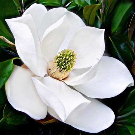 Magnolia grandiflora Goliath - Arbori ornamentali - AgroDenmar.ro