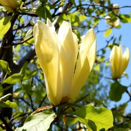 Magnolia Limelight