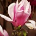 Magnolia Purpurascens - Arbori ornamentali - AgroDenmar.ro