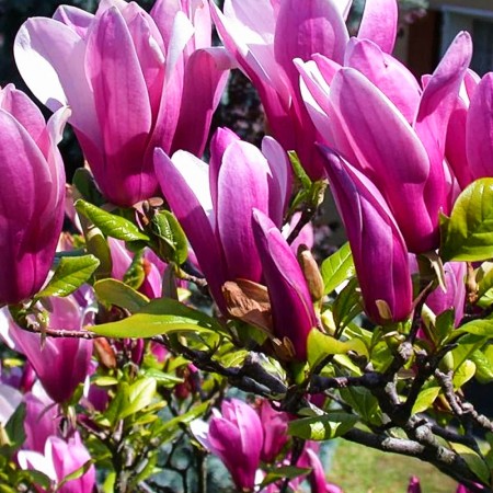 Magnolia - tip copac 1/2 STD - Arbori ornamentali - AgroDenmar.ro
