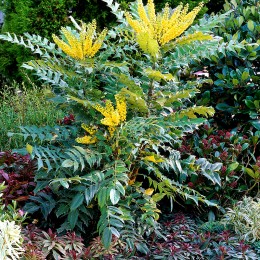 Mahonia japonica Hivernant Mahonia japonica Hivernant