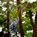 Mahonia japonica Hivernant - Arbusti ornamentali - AgroDenmar.ro Mahonia japonica Hivernant - Arbusti ornamentali - AgroDenmar.ro