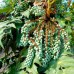 Mahonia media Charity - Arbusti ornamentali - AgroDenmar.ro