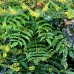 Mahonia media Charity - Arbusti ornamentali - AgroDenmar.ro