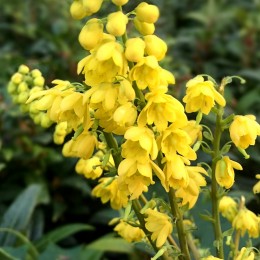 Mahonia media Charity - Arbusti ornamentali - AgroDenmar.ro