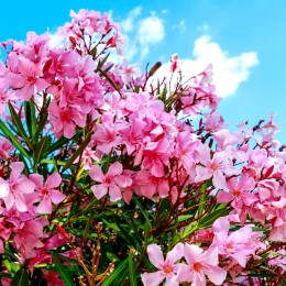 Nerium Oleander - Leandru roz - Arbusti ornamentali - AgroDenmar.ro